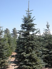 Corkbark Fir